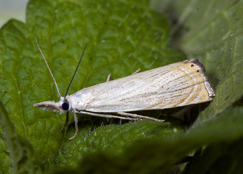 Chrysoteuchia culmella, Crambidae